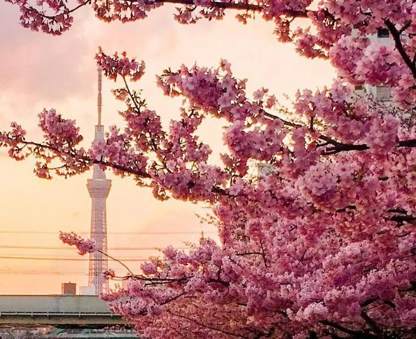 801 5Mins From Jr Kinshicho! Near Asakusa&Skytree! Tokyo Japan